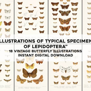 18 Illustrations de Papillons Lépidoptères Illustrations | Image Bundle Art mural imprimable | Téléchargement numérique instantané Utilisation commerciale