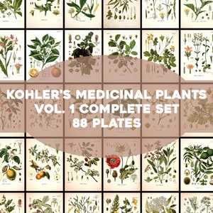 Plantes médicinales de Kohler Volume 1 Ensemble complet 88 assiettes Printable Wall Art Bundle fleurs vintage Illustrations botaniques Téléchargement numérique
