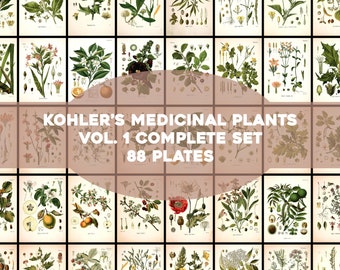 Kohler's Medicinal Plants Volume 1 Complete Set 88 Plates Printable Wall Art Bundle Vintage Flowers Botanical Illustrations Digital Download