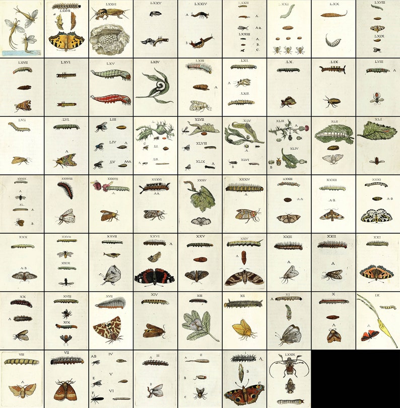 Numeral Insect 61 Color Images From Natural Metamorphosis Set 1 | Insect Image Bundle ...