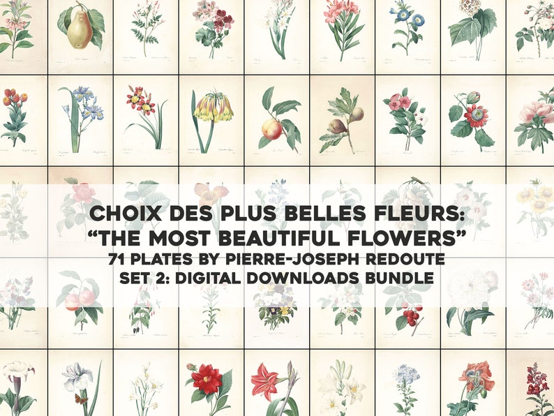 71 of the Most Beautiful Flowers Pierre Joseph Redoute HQ Etsy