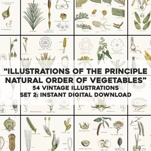 54 Schöne Pflanzen Illustrationen Botanisch | HQ Image Bundle druckbare Kunst | Sofortiger digitaler Download Kommerzielle Nutzung 2
