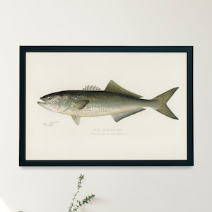 Bluefish Fish Illustration Print | Single Printable Wall Art | Fishes of North America | Vintage Fishing Fly Fisherman Digital Download