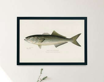 Bluefish Fish Illustration Print | Single Printable Wall Art | Fishes of North America | Vintage Fishing Fly Fisherman Digital Download