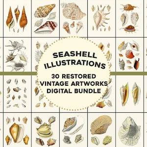 May include: A digital bundle of 30 restored vintage illustrations of seashells. The illustrations are in a variety of colors and styles, and they feature a wide range of seashells, including conch shells, scallop shells, and oyster shells. The text "Seashell Illustrations 30 Restored Vintage Artworks Digital Bundle" is displayed in a circle in the center of the image.