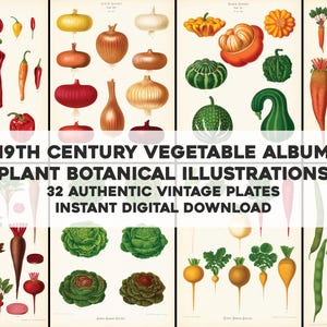 32 Gemüse Illustrationen Botanischer Blumengarten | Vintage Craft Bilderbündel | Sofortiger digitaler Download für kommerzielle Nutzung
