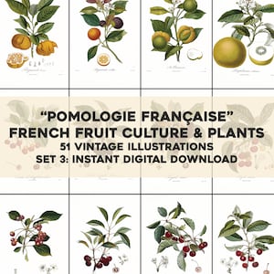 51 Pomology francese sbiancato Frutta Illustrazioni Botanico / HQ Image Bundle/Stampabile Wall Art / Download digitale istantaneo Uso commerciale 3