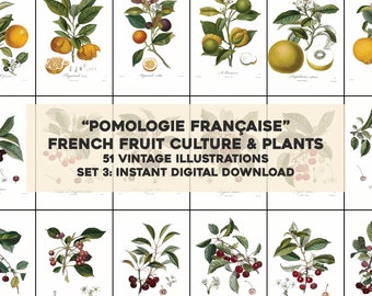 51 Whitened French Pomology Fruit Illustrations Botanical | HQ Image Bundle/Printable Wall Art | Instant Digital Download Commercial Use 3