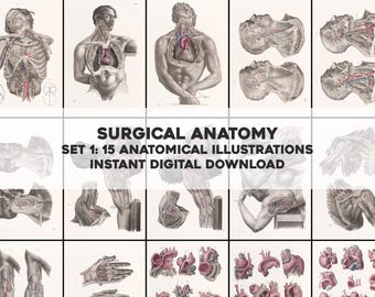 Conjunto de anatomía quirúrgica 1 / Conjunto de imágenes de ilustraciones anatómicas médicas restauradas / Descarga digital instantánea para uso comercial