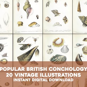20 Conchology Muschel Illustrationen Naturgeschichte | Vintage Bild Bündel druckbare Wandkunst | Sofortiger digitaler Download Kommerzielle Nutzung