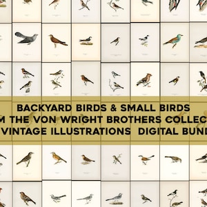 Song Birds, Backyard Birds, Small Birds From Svenska Fåglar Immagine ad alta risoluzione / Wall Art Bundle Download digitale