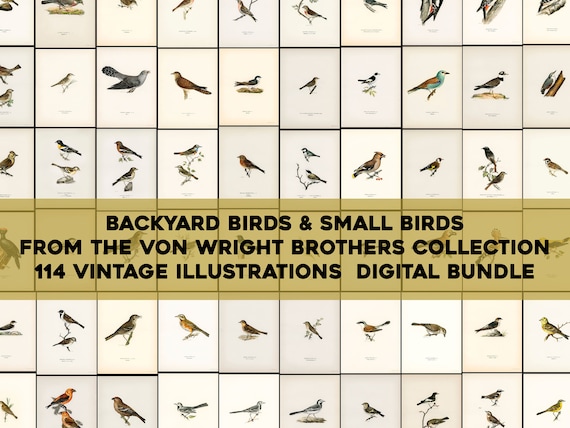 Song Birds, Backyard Birds, Small Birds From Svenska Fåglar High Resolution Image/ Wall Art Bundle Digital Download