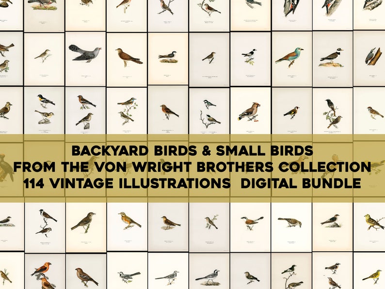 Pu&ograve; includere: Un pacchetto digitale di 114 illustrazioni vintage di uccelli da giardino e piccoli uccelli della collezione Von Wright Brothers. Le illustrazioni sono in formato griglia e presentano una variet&agrave; di specie di uccelli.