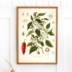 Süße Chili Pflanze Druck | Einzelne druckbare Wandkunst | Kohlers Heilpflanzen | Vintage Botanische Illustration Digital Download