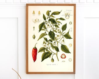 Sweet Chile Pepper Plant Print | Single Printable Wall Art | Kohler's Medicinal Plants | Vintage Botanical Illustration Digital Download
