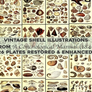 Vintage Shell illustraties 26 platen afdrukbare Wall Art bundel conch zee strand zand weekdieren slakken kokkels digitale download commercieel gebruik