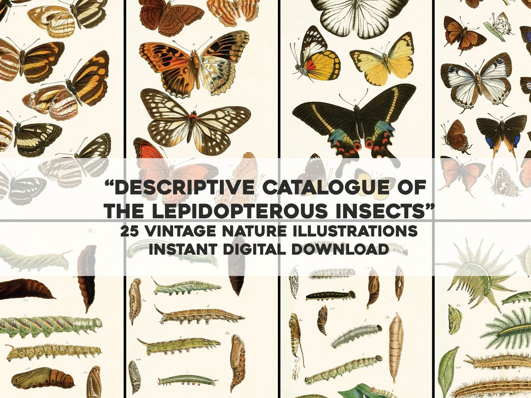 25 Vintage Images From Catalogue of Lepidoptera | Insect Butterfly ...