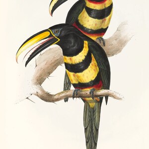 May include: Two colorful toucans with black, yellow, and red markings are perched on a branch. The toucans have long, yellow beaks with black tips. The toucans are a type of bird found in tropical regions of Central and South America.