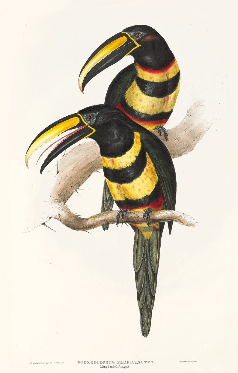 May include: Two colorful toucans with black, yellow, and red markings are perched on a branch. The toucans have long, yellow beaks with black tips. The toucans are a type of bird found in tropical regions of Central and South America.