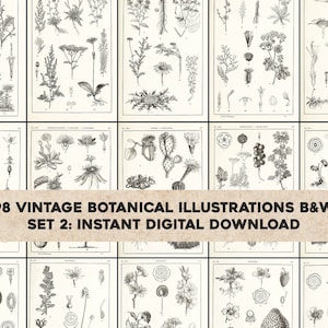 98 zwart-wit botanische illustraties Handleiding Atlas | HQ afbeelding bundel afdrukbare Wall Art | Instant digitale download commercieel gebruik 2