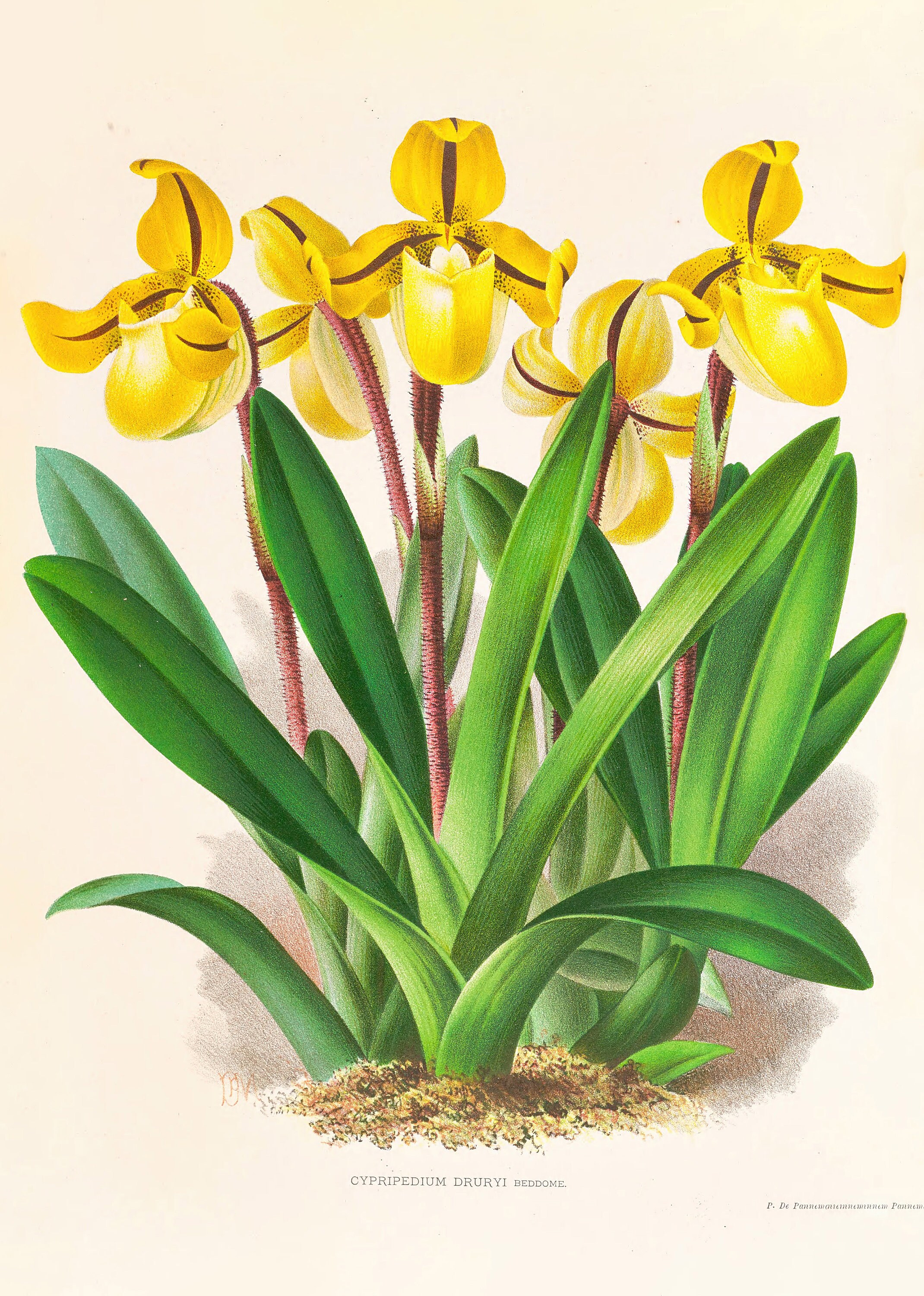 Vintage Orchids Illustrations Vol. 2 Printable Wall Art Bundle
