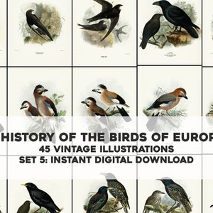 45 Wunderschöne Geschichte der Vögel Europas Illustrationen | Bild Bundle Druckbare Wandkunst Bundle | Sofortiger digitaler Download Kommerzielle Nutzung 5