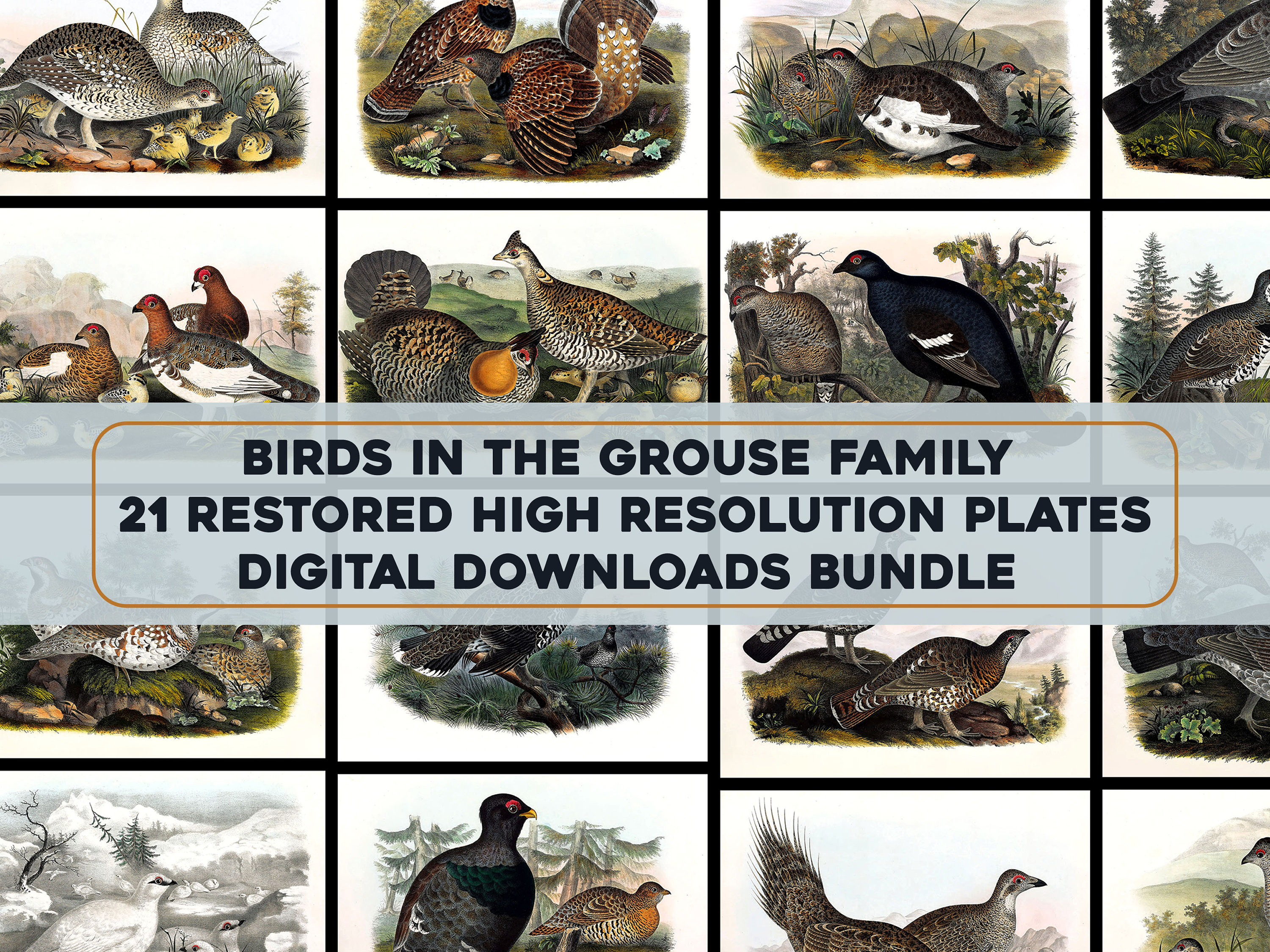 Gorgeous Grouse Family Lithographs High Resolution Image/printable