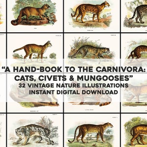 Puede incluir: Una colección de 32 ilustraciones vintage de gatos, civetas y mangostas. Las ilustraciones son de estilo dibujado a mano y presentan representaciones detalladas de los animales en sus hábitats naturales. Las ilustraciones son perfectas para usar en una variedad de proyectos, como scrapbooking, creación de tarjetas y diseño digital.
