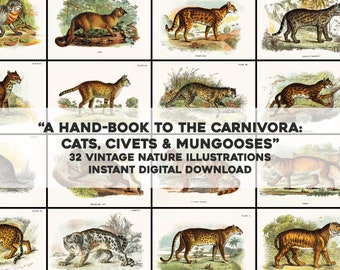 32 Wild Cat Animal Images Natural History Plates | HQ Image Bundle Printable Wall Art | Instant Download Commercial Use