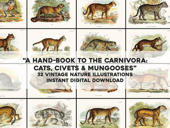 32 Wild Cat Animal Images Natural History Plates | HQ Image Bundle