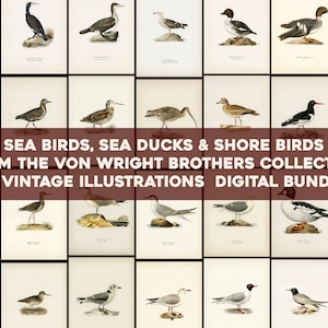 Uccelli marini Shore Birds Sea Ducks Pipers Gulls Plovers Piatti da Svenska Fåglar Immagine ad alta risoluzione / Wall Art Bundle Download digitale
