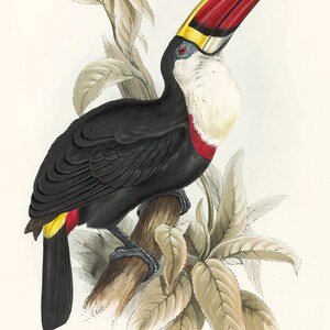 May include: A detailed illustration of a red-billed toucan perched on a branch. The toucan has a large, colorful beak with a yellow tip and a black body with a white chest. The toucan is surrounded by green leaves.