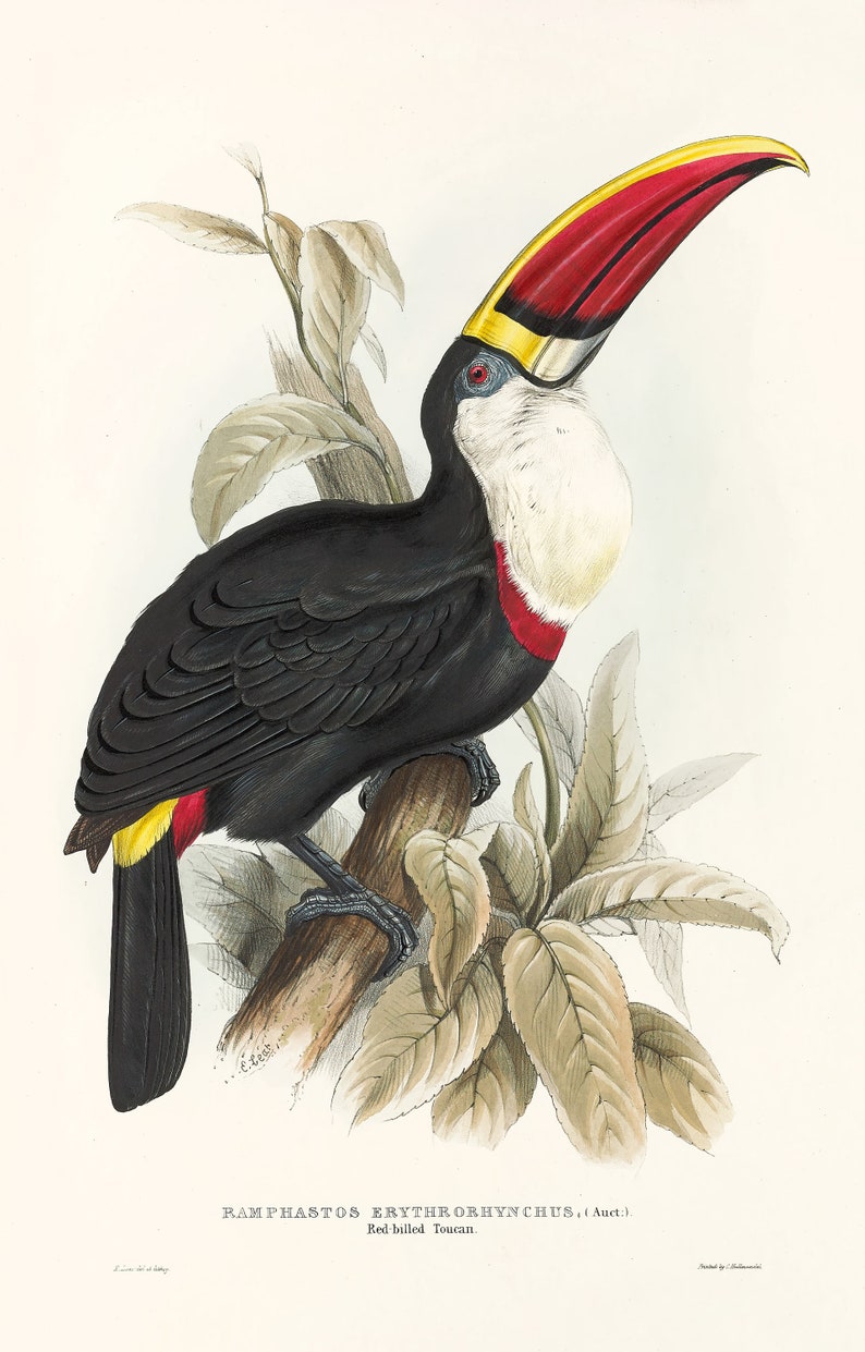 May include: A detailed illustration of a red-billed toucan perched on a branch. The toucan has a large, colorful beak with a yellow tip and a black body with a white chest. The toucan is surrounded by green leaves.