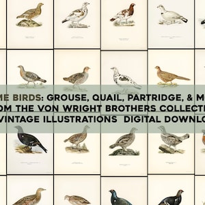 Wildvögel Fasan, Grouse, Ptarmigan Teller Von Svenska Fåglar Schwedische Vögel Hochauflösende Bild / Wall Art Bundle Digital Download