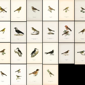 Pu&ograve; includere: Un'illustrazione vintage di 40 diverse specie di uccelli. Gli uccelli sono raffigurati in varie pose e ambientazioni, tra cui appollaiati su rami, in volo e nei loro habitat naturali. Le illustrazioni sono dettagliate e realistiche, mostrando le caratteristiche uniche di ogni uccello.