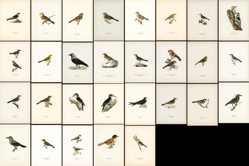 Pu&ograve; includere: Un'illustrazione vintage di 40 diverse specie di uccelli. Gli uccelli sono raffigurati in varie pose e ambientazioni, tra cui appollaiati su rami, in volo e nei loro habitat naturali. Le illustrazioni sono dettagliate e realistiche, mostrando le caratteristiche uniche di ogni uccello.