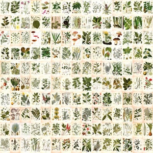 151 pcs COLLAGE KIT SET 4"x6" Kohler's Medicinal Plants Set 2 Printable Wall Art Bundle Vintage Flowers Botanical Plates Digital Download