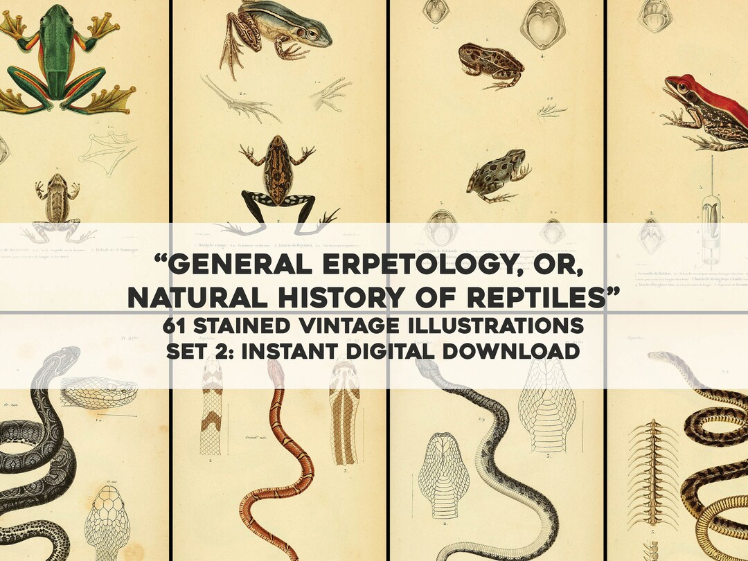61 Yellow Stained General Herpetology Images Snakes Frogs Set 2 | HQ ...