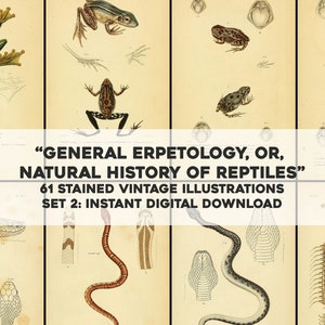 May include: A collection of 61 vintage illustrations of reptiles, including frogs, snakes, and lizards. The illustrations are hand-colored and feature intricate details. "GENERAL ERPETOLOGY, OR, NATURAL HISTORY OF REPTILES" and "SET 2: INSTANT DIGITAL DOWNLOAD" are written in the center of the image.