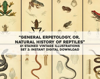 61 Yellow Stained General Herpetology Images Snakes Frogs Set 2 | HQ Image Bundle Printable Wall Art | Instant Download Commercial use