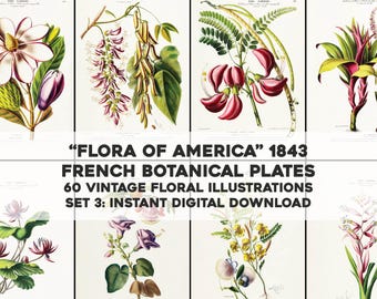 Conjunto de ilustraciones botánicas francesas de Flora of America, 3 / 60 imágenes antiguas, paquete de arte y manualidades, descarga digital instantánea, uso comercial