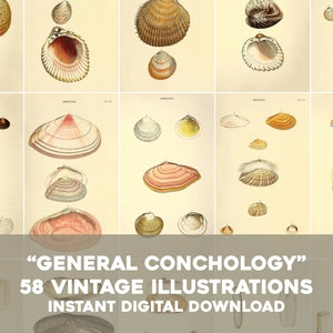 58 Meeresmuschel Illustrationen Naturgeschichte | Vintage Bild Bündel druckbare Wandkunst | Sofortiger digitaler Download Kommerzielle Nutzung