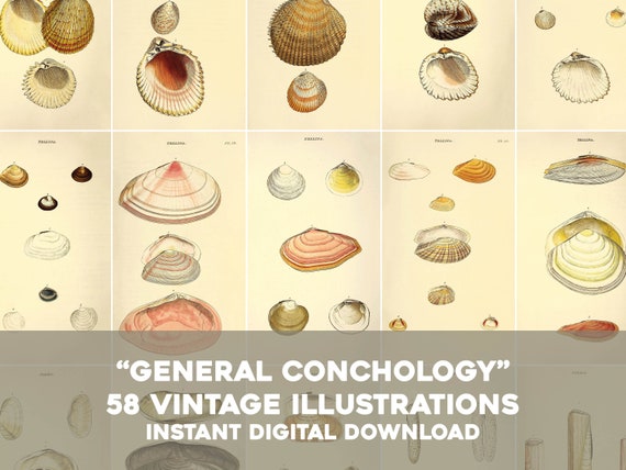American Museum of Natural History Releases Vintage Drawings