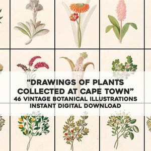 Kapstadt Südafrikanische Blumen Botanische Illustrationen | 46 Vintage Bilder bündeln Ressourcen | Sofortiger digitaler Download für kommerzielle Nutzung