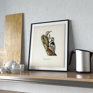 Pu&ograve; includere: Una stampa incorniciata di un'illustrazione vintage di due picchi appollaiati su un ramo d'albero. I picchi sono neri e bianchi con segni rossi. La stampa &egrave; su uno sfondo crema con il testo "Dendrocopus major (Linnaeus, 1758)" e "Picchio verde europeo 1/2 grandezza naturale" stampato sotto l'illustrazione.