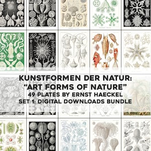 May include: A collection of 49 vintage illustrations of marine life, titled "Art Forms of Nature" by Ernst Haeckel. The illustrations are in black and white and feature various sea creatures, including jellyfish, starfish, and sea anemones.
