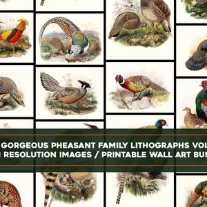 Gorgeous Pheasant Family Lithographs Vol 3 High Resolution Image/Printable Wall Art Bundle Bird Illustration Digital Download commercial use