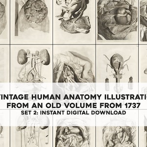 37 Amazing Anatomy of the Human Body After Life Illustrations | Image Bundle Printable Art | Instant Digital Download Commercial Use 2