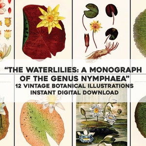 12 Water Lily Flowers Botanical Illustrations | Image Bundle/Printable Wall Art | Instant Digital Download Commercial Use