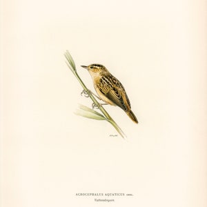 Pu&ograve; includere: Un'illustrazione ad acquerello di un piccolo uccello marrone e giallo appollaiato su uno stelo verde. L'uccello &egrave; rivolto a destra e ha un becco lungo e sottile. Il testo "ACROCEPHALUS AQUATICUS GMEL. Vattens&aring;ngare." &egrave; stampato sotto l'immagine.